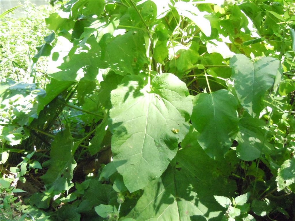 Pianta con grandi foglie - Arctium sp.